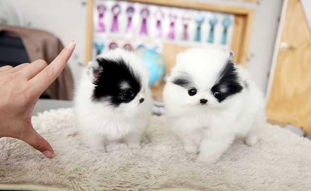 Tiny Adorable White Pomeranian Puppies 