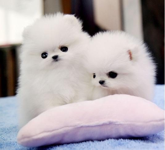 Super Cute Pomeranian Puppy Ready 