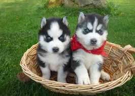 I have these 2 lovely Siberian husky puppies left