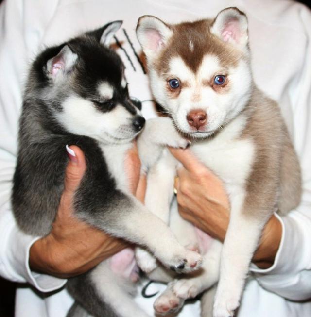 Nice and loving Siberian husky Puppies