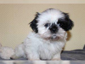  2 Shih Tzu puppies for sale to a loving home.