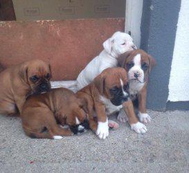  Boxer puppies for sale
