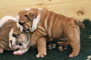 Registered English Bulldog Puppies for sale.