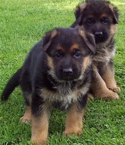 Male and Female German Shepherd Puppies For sale