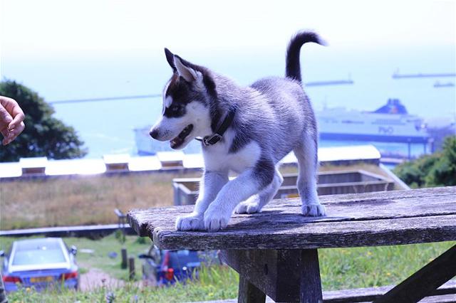 Siberian husky pups looking for a new home 