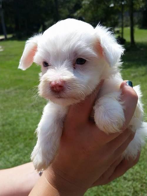  Beautiful Maltese Ready for a new family