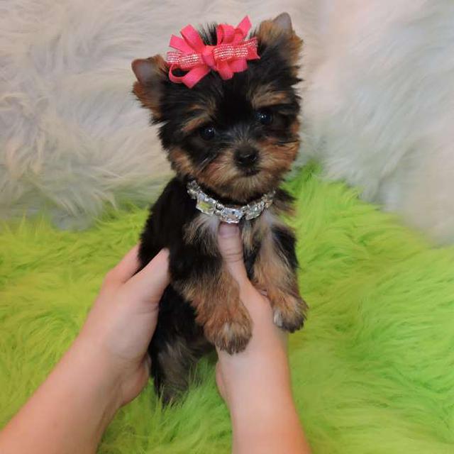 Teacup Yorkie Puppies For Sale.