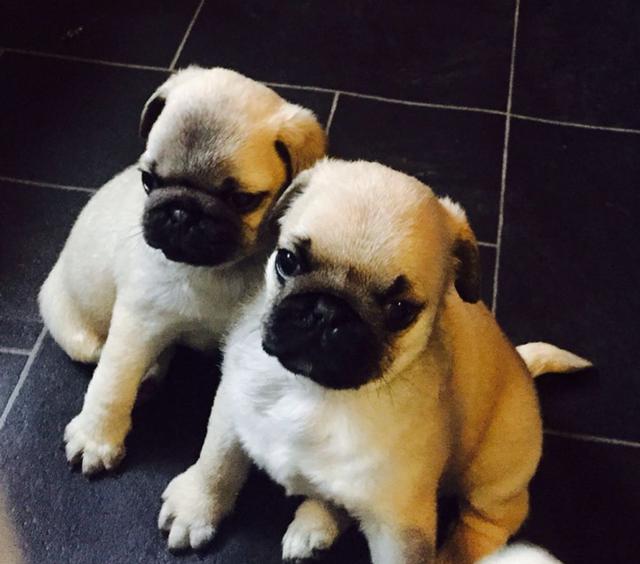 pug puppy available for new homes