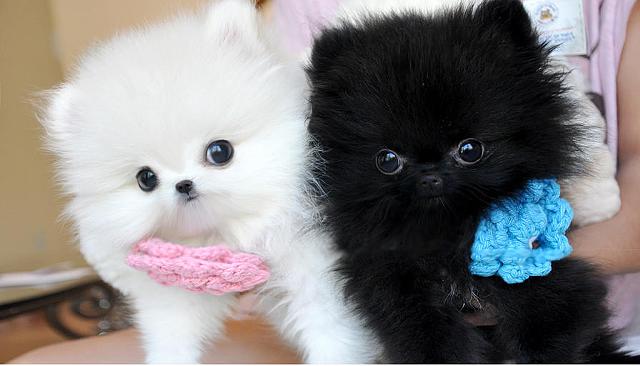  Beautiful White & Black Teacup Pomeranian Tiny Girls & Boys