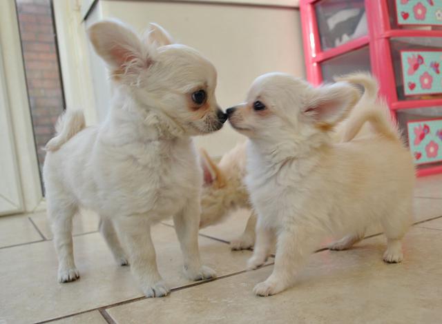 Stunning Chihuahua Boy and Girl