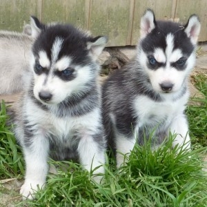 Absolutely Healthy siberian husky puppies