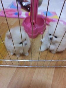 Charming Pom Puppies