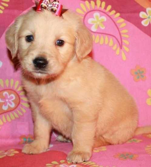 golden-retriever-puppies-for-sale