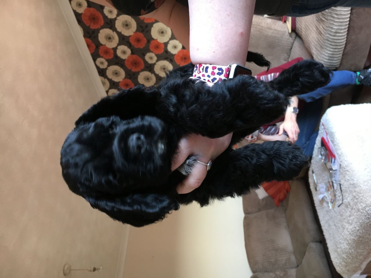 American Cocker Spaniels Puppies Available