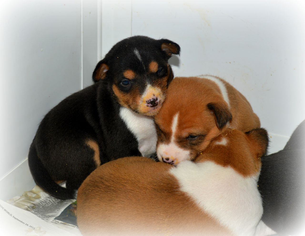 Registered Basenji Puppies for sale