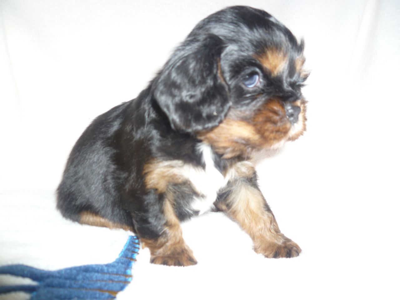 Kc Reg Cavalier King Charles Spaniel Pups For Sale