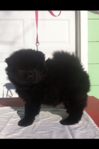 Akc champion bloodlines chow chow puppies