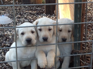 Yellow Labs-AKC Registered