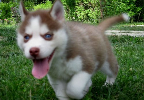 Blue eyes purebred Siberian husky
