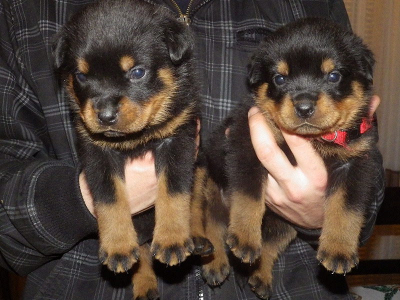Akc Rottweiler puppies ready to go to their new homes