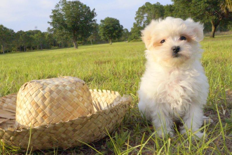 AKC Havanese Puppy for Adoption