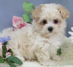 Cute Malti-Poo puppies for rehoming