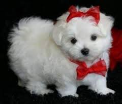 CUTE MALTESE PUPPIES FOR A LOOVING HOME