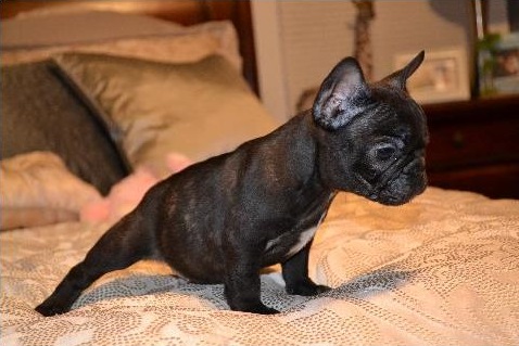 Amazing AKC French Bulldog Puppies Available