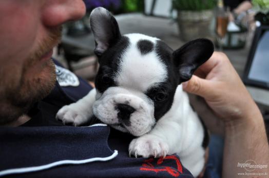 Excelentes  French bulldog puppies for free 