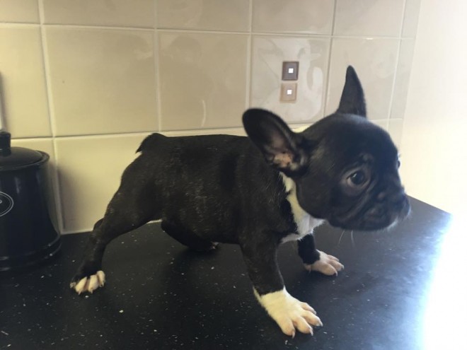 9 weeks, 4 days old.French Bulldogs puppies 
