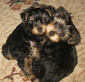Yorkies Puppies for Re-homing