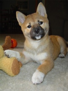 Lovely Shiba Inu puppies for sale