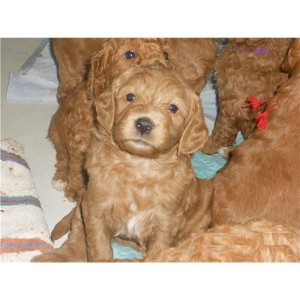 A set of Labradoodle Pups ready for your home Now