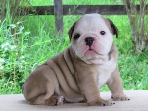 Talented English Bulldog Puppies For Adoption