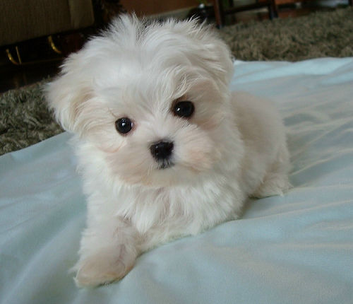 Maltese puppies are still available