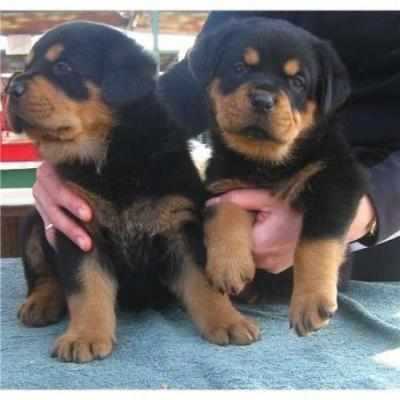 Beautiful Rottweiler Pups for adoption