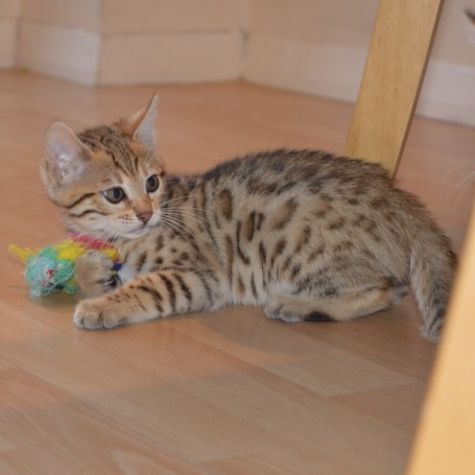 Bengal kittens Available now