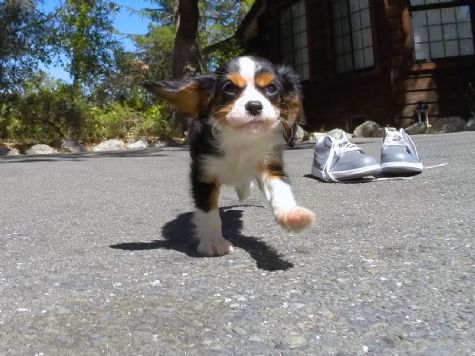 Female Cavalier Puppy available for adoption