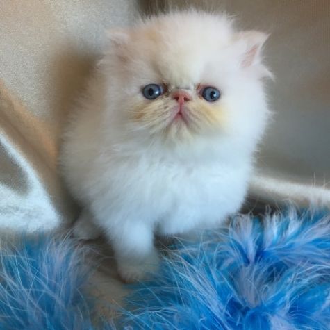 Beautiful Teacup White Persian Kittens Female!!