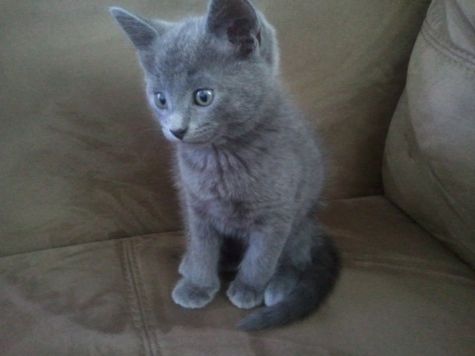 Russian blue kittens for good homes