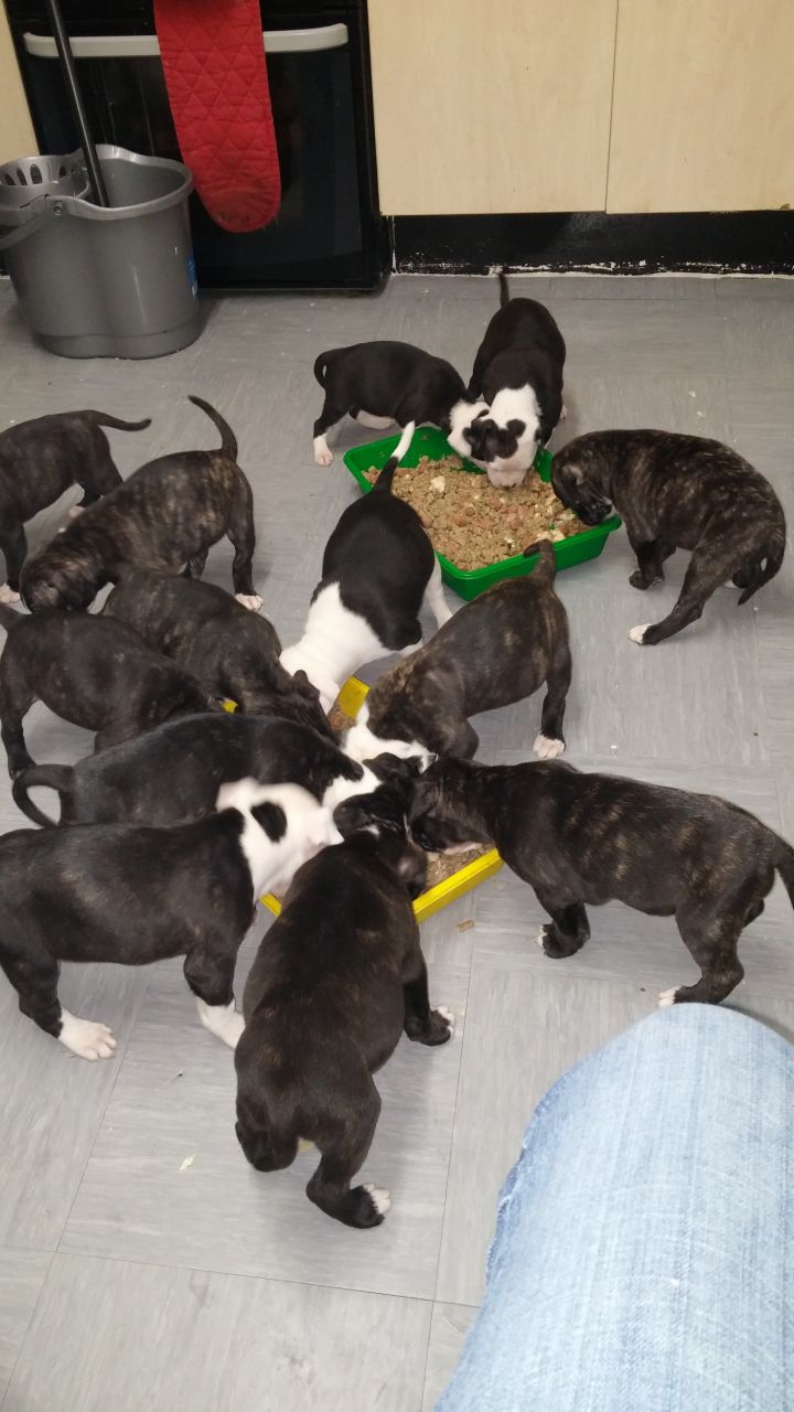 American Bulldog Puppies For Sale This Christmas