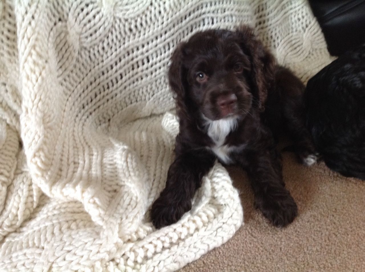 American Cocker Spaniel Puppies available