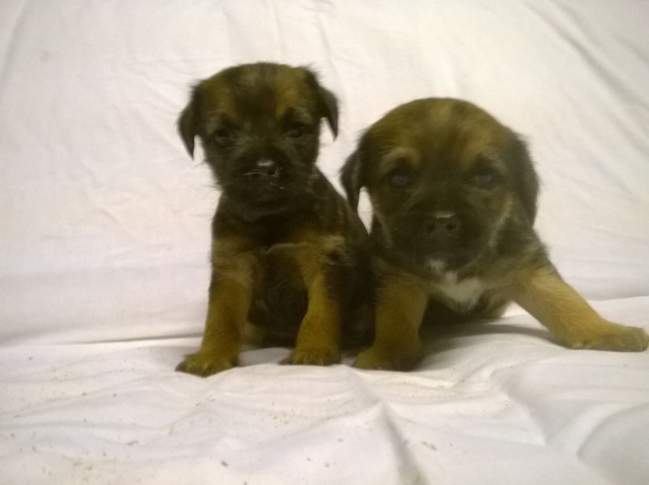 Beautiful Border Terrier Puppies For Sale