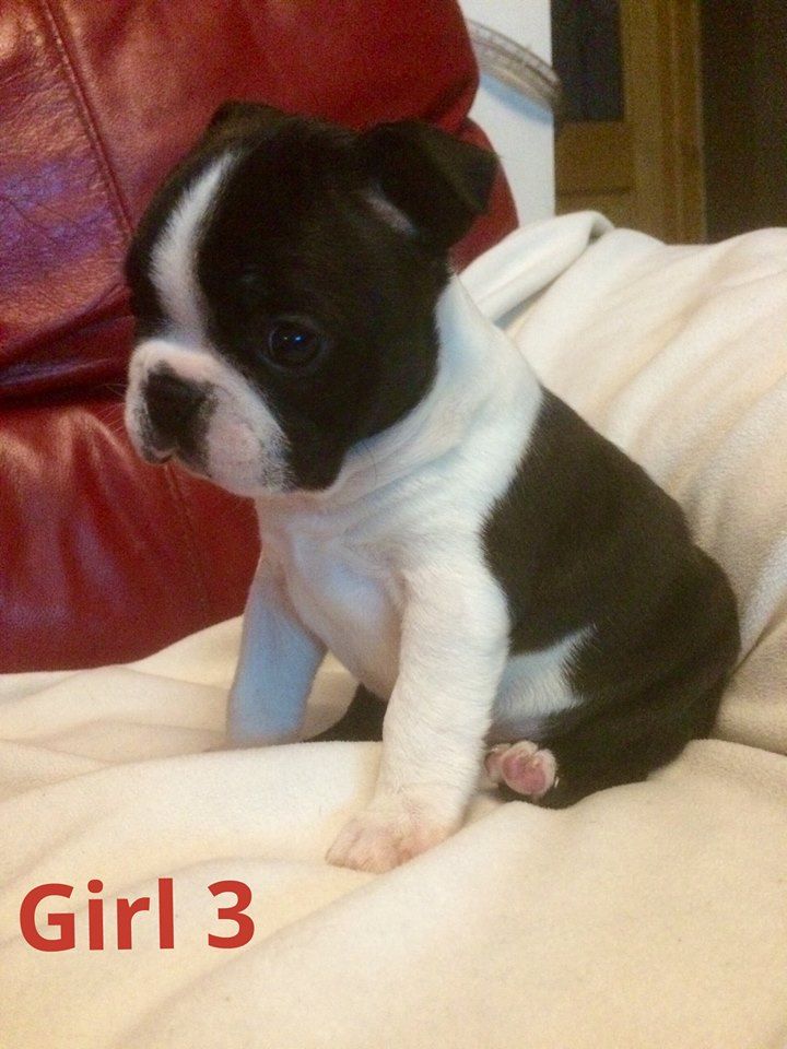 Beautiful Boston Terrier Puppies For X mass