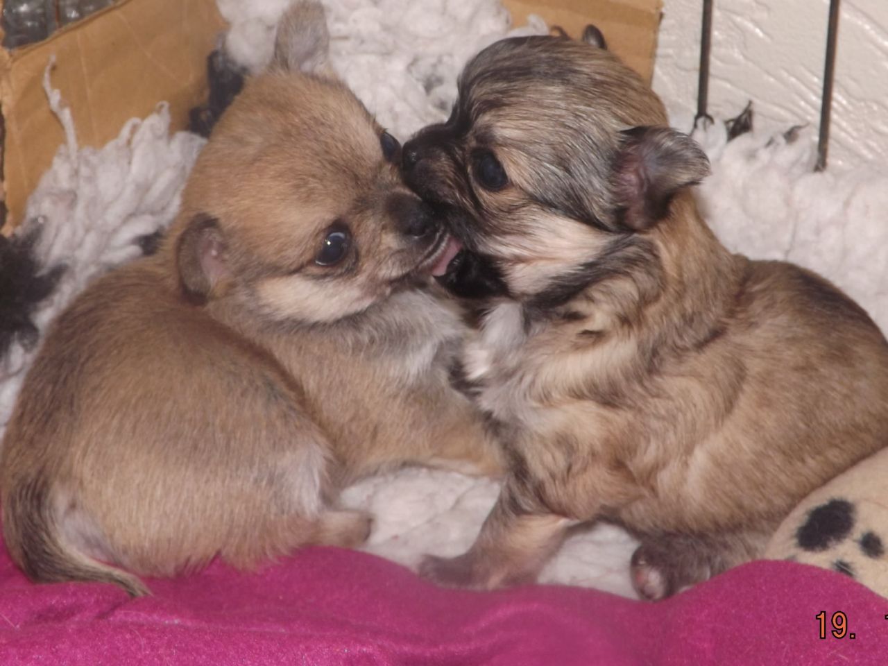 Adorable Chihuahua Puppies This Christmas