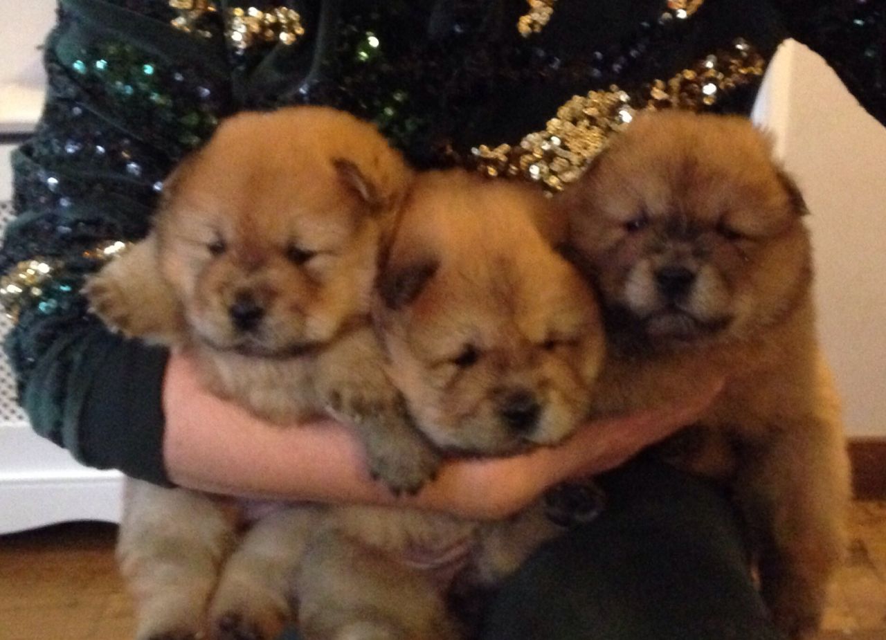 Adorable Kc Registered Chow Chow Puppies This Christmas