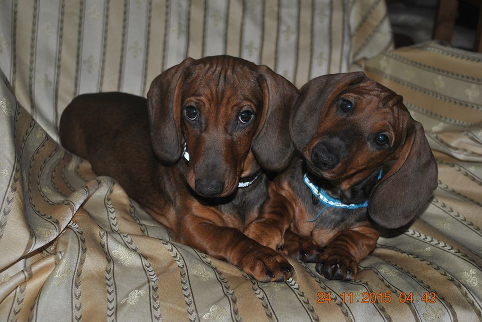 Adorable Kc Registered Dachshunds Puppies This Christmas