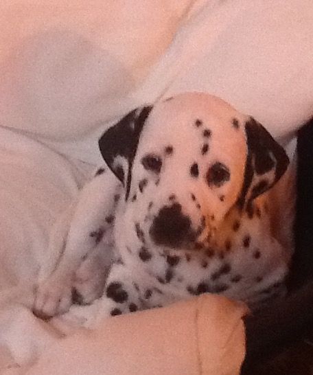 Dalmatian Puppies For Sale This Christmas