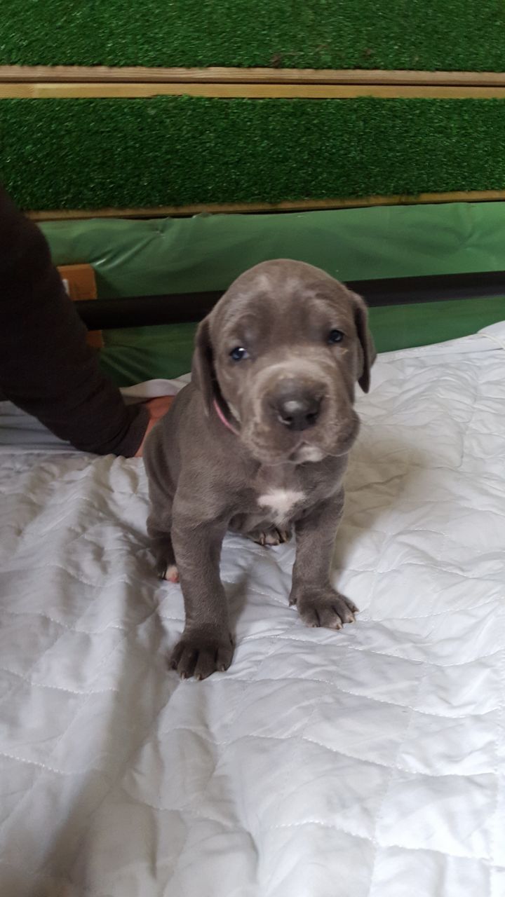 Blue Great Dane Puppies For Sale