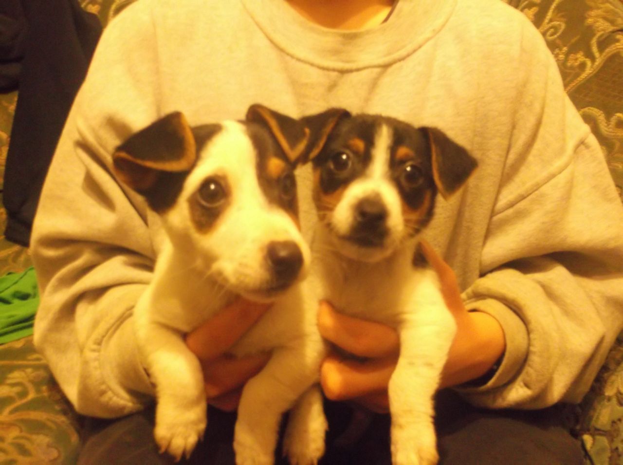 Beautiful Pure Jack Russells Puppies For Sale